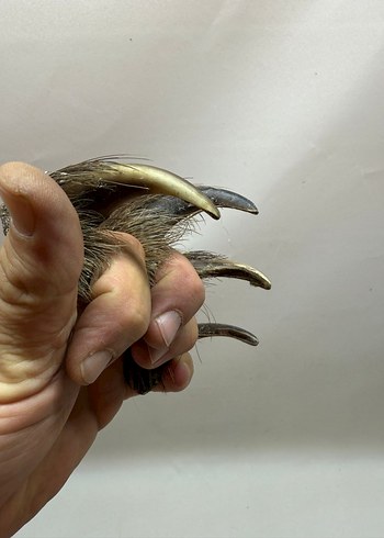 Kahverengi Tüylü Sahte - Görsel 9