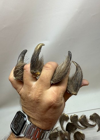 Kahverengi Tüylü Sahte - Görsel 10