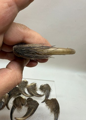 Kahverengi Tüylü Sahte - Görsel 5