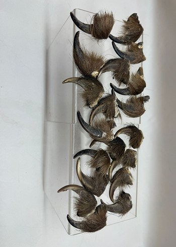 Kahverengi Tüylü Sahte - Görsel 4