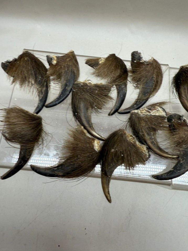 Kahverengi Tüylü Sahte - Görsel 3