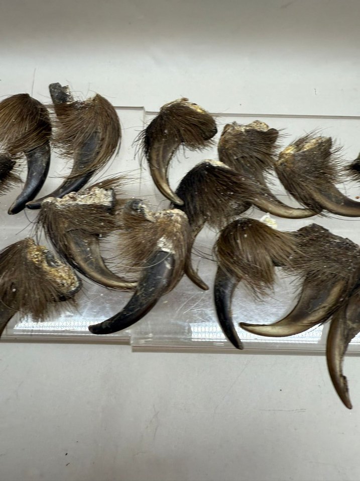 Kahverengi Tüylü Sahte - Görsel 2