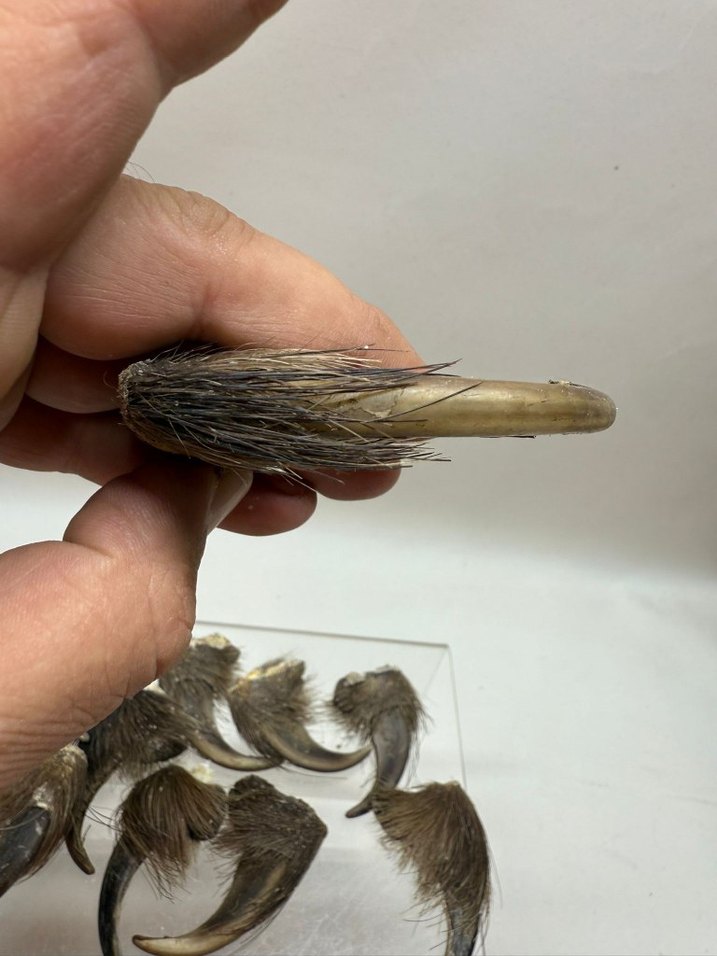 Kahverengi Tüylü Sahte - Görsel 5