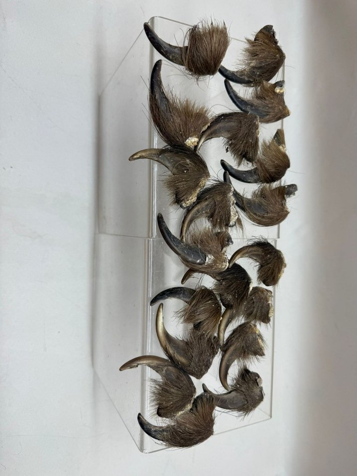 Kahverengi Tüylü Sahte - Görsel 4