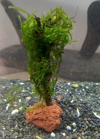 Moss bitki