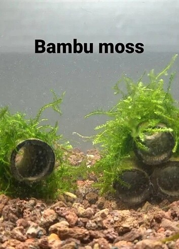 Bambu moss