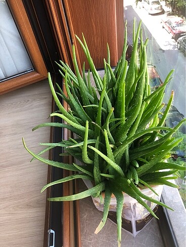 Aloe Vera Çiçeği