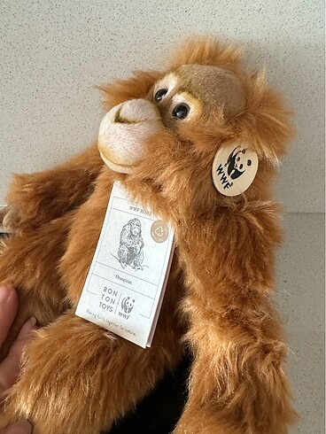  Beden Wwf orangutan