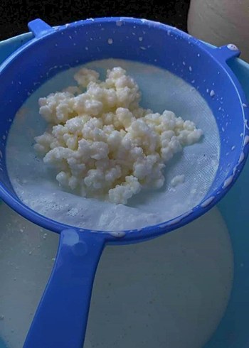Beden Doğal kafkas kefir mayası