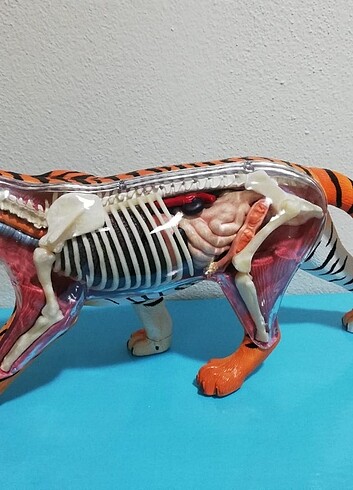  Anatomi kaplan dekoratif puzzle figür oyuncak 