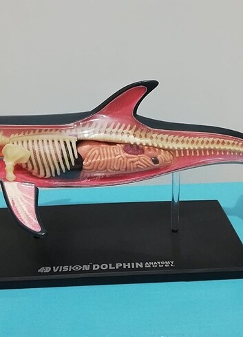  Yunus balığı Balina anatomi puzzle figür oyuncak 