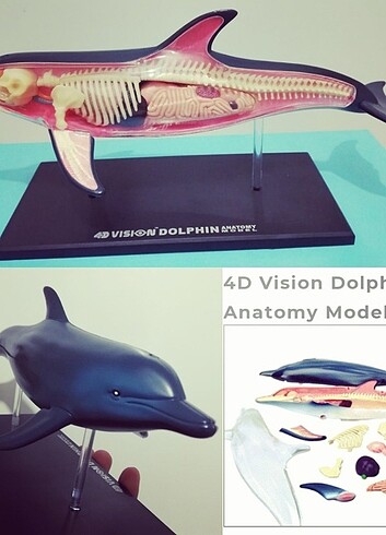  Beden Renk Yunus balığı Balina anatomi puzzle figür oyuncak 
