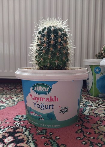  Beden beyaz Renk Beyaz dikenli küçük kaktüs
