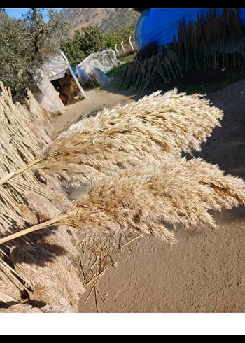 Bej ve Gri Dekoratif Vazoya Pampas Otları - Görsel 3