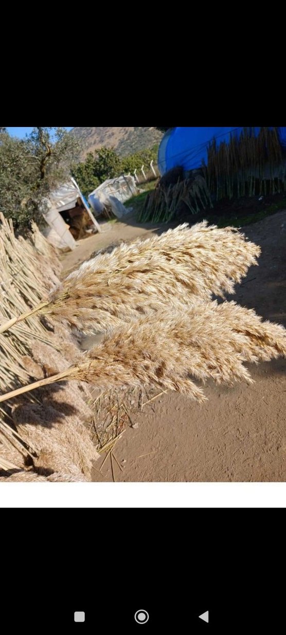 Bej ve Gri Dekoratif Vazoya Pampas Otları - Görsel 3