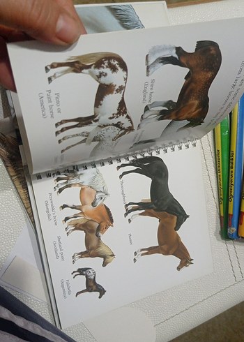 Beyaz At Figürlü Kitap çocuk kitapları at kitaplari - Görsel 5