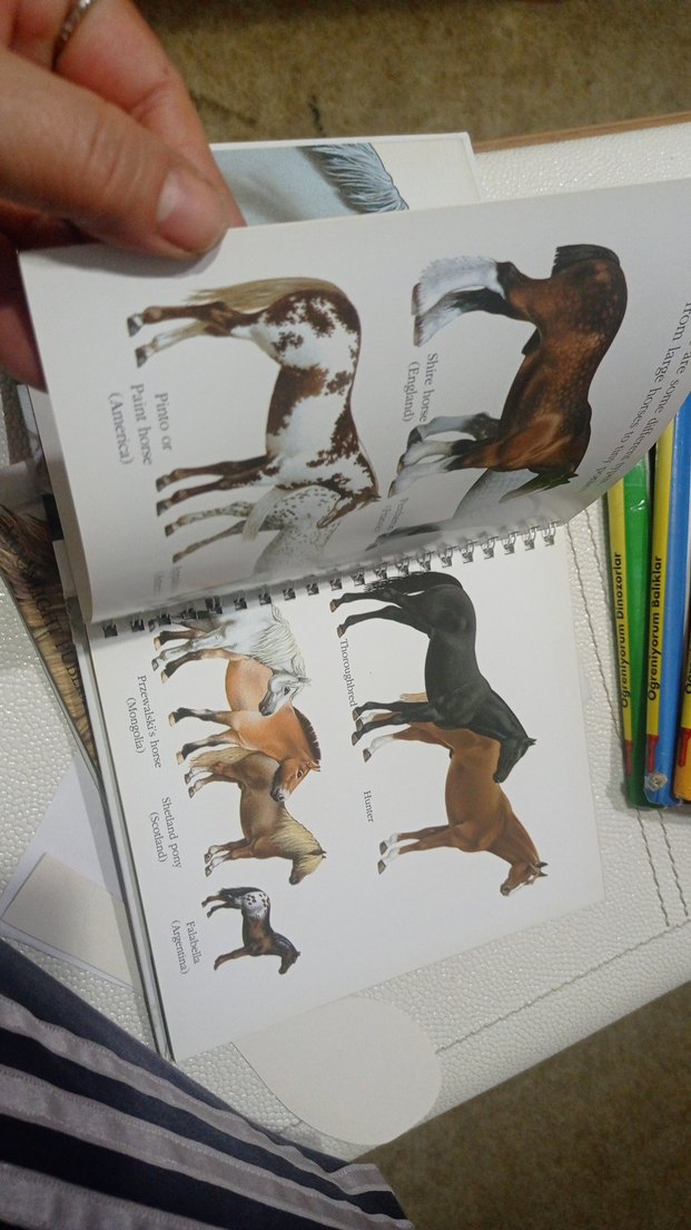 Beyaz At Figürlü Kitap çocuk kitapları at kitaplari - Görsel 5