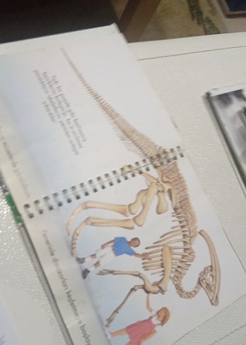 Dinozorlar - Marsık İlk Kitaplar Dizisi okul öncesi ilkokul - Görsel 4