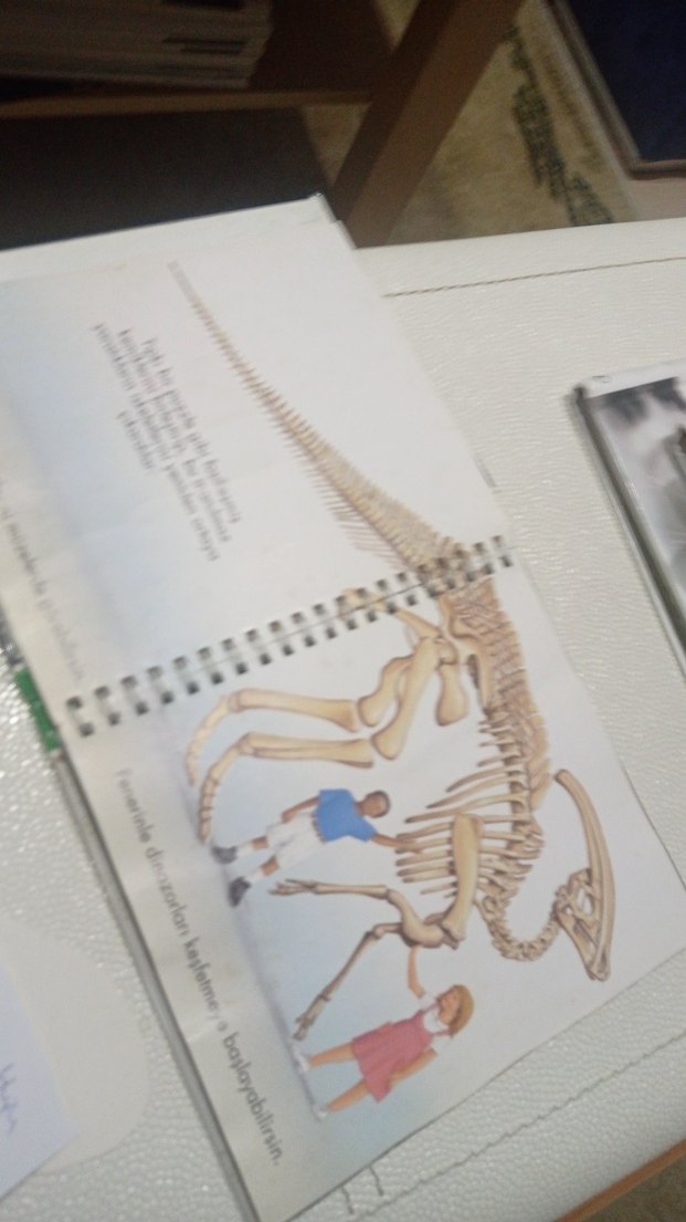 Dinozorlar - Marsık İlk Kitaplar Dizisi okul öncesi ilkokul - Görsel 4