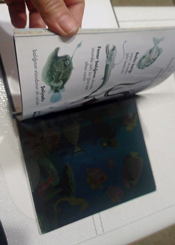 Balıklar - İlk Kitaplar Dizisi okul öncesi ilkokul - Görsel 3