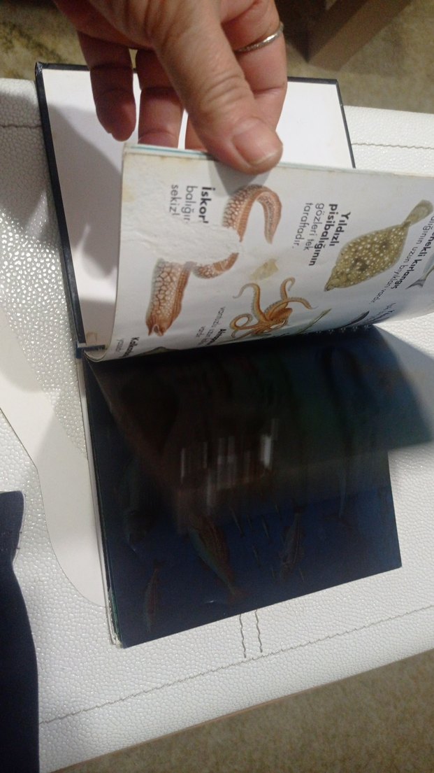 Balıklar - İlk Kitaplar Dizisi okul öncesi ilkokul - Görsel 5