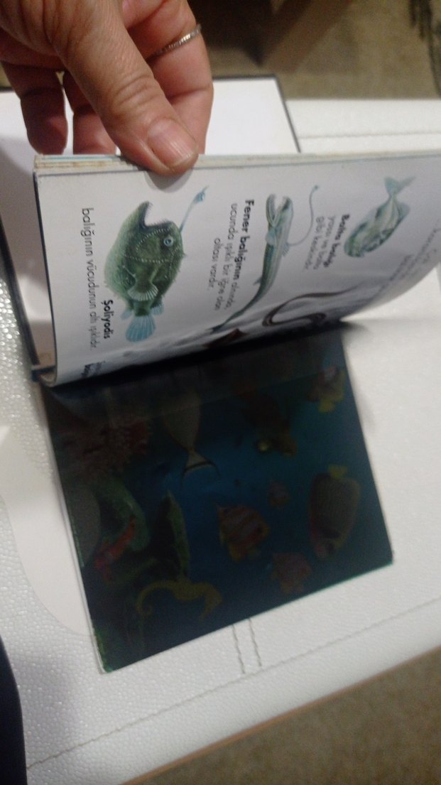 Balıklar - İlk Kitaplar Dizisi okul öncesi ilkokul - Görsel 3