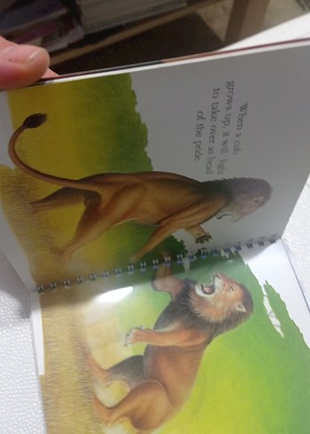 Aslan Temalı Kitabı ingilizce çocuk kitapları - Görsel 3