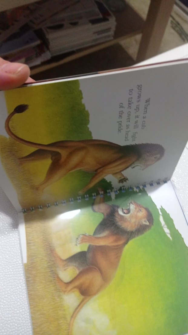 Aslan Temalı Kitabı ingilizce çocuk kitapları - Görsel 3