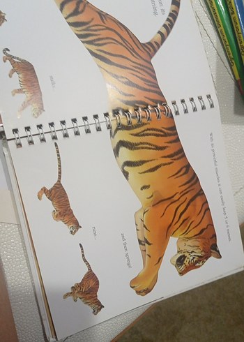 The Tiger - İlkokul Kitabı - Görsel 6