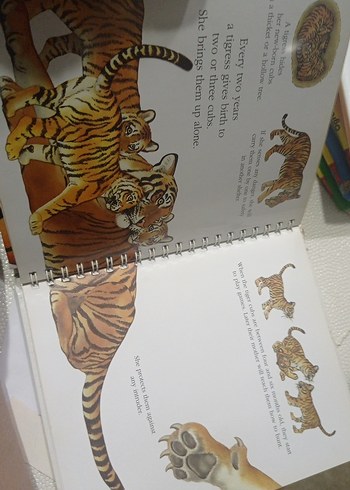 The Tiger - İlkokul Kitabı - Görsel 7