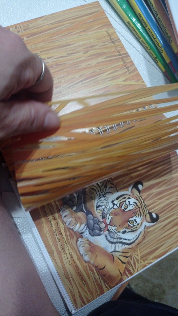 The Tiger - İlkokul Kitabı - Görsel 4