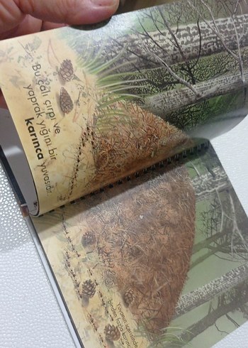 Öğreniyorum: Böceklerin Evi Çocuk Kitabı okul öncesi ve ilkokul - Görsel 5