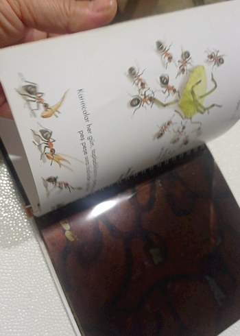 Öğreniyorum: Böceklerin Evi Çocuk Kitabı okul öncesi ve ilkokul - Görsel 4