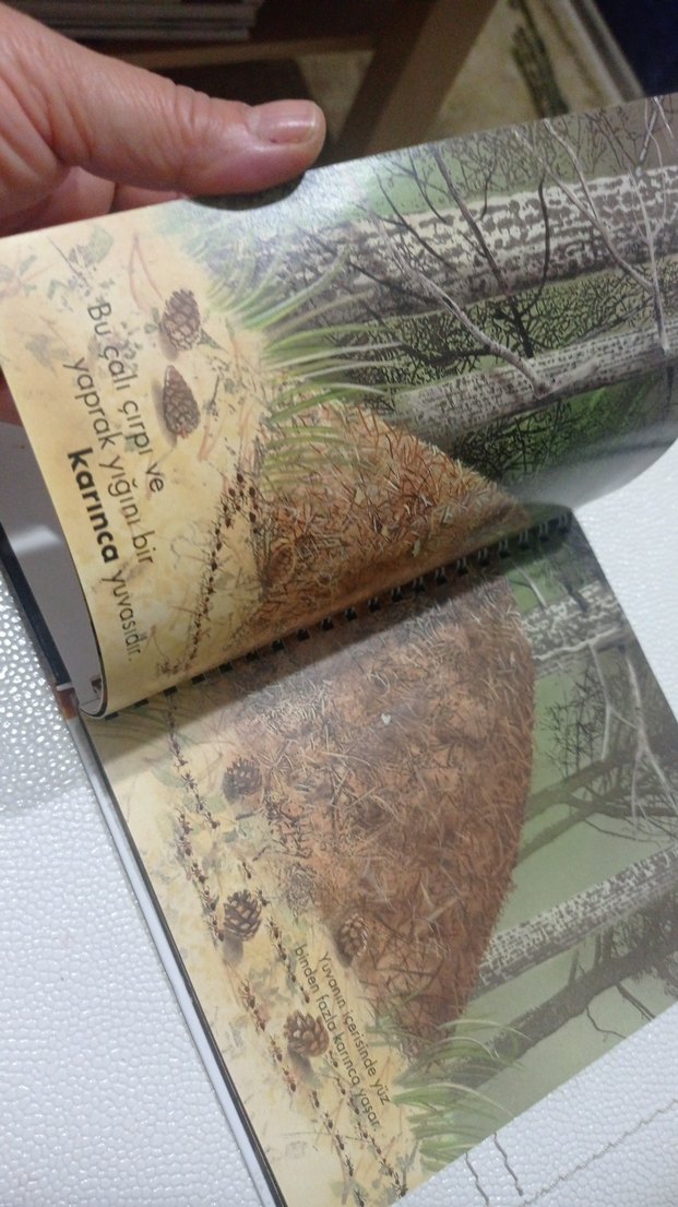 Öğreniyorum: Böceklerin Evi Çocuk Kitabı okul öncesi ve ilkokul - Görsel 5