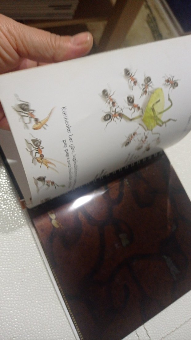 Öğreniyorum: Böceklerin Evi Çocuk Kitabı okul öncesi ve ilkokul - Görsel 4