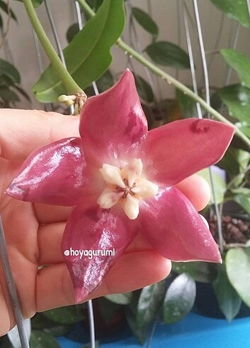 Hoya (mum çiçeği) İmperialis red