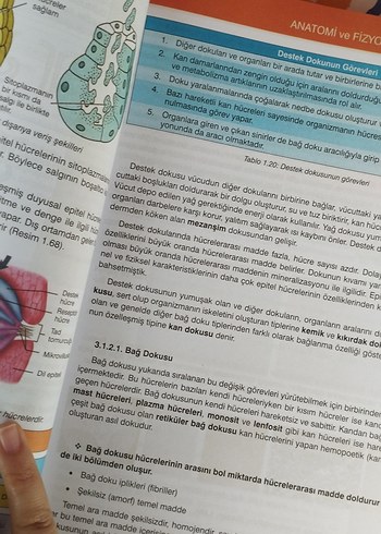 Anatomi ve Fizyoloji Kitabı - Görsel 4