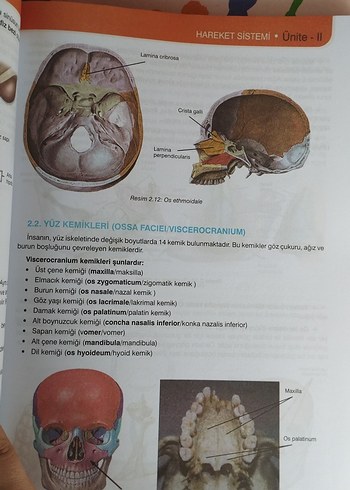 Anatomi ve Fizyoloji Kitabı - Görsel 5
