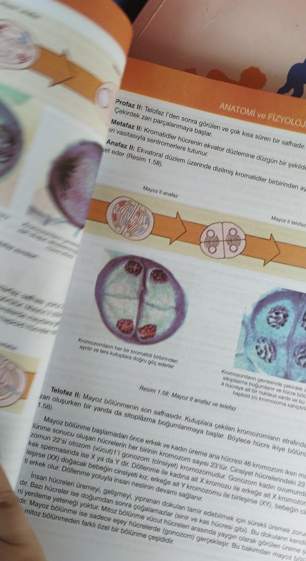 Anatomi ve Fizyoloji Kitabı - Görsel 3