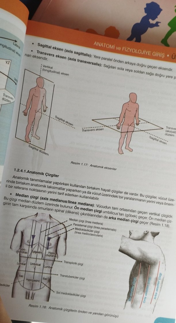 Anatomi ve Fizyoloji Kitabı - Görsel 2