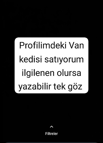Van kedisi 