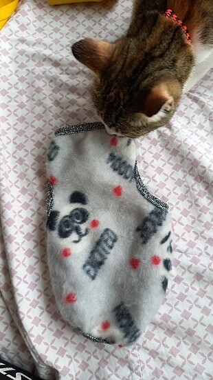 Kedi kiyafeti