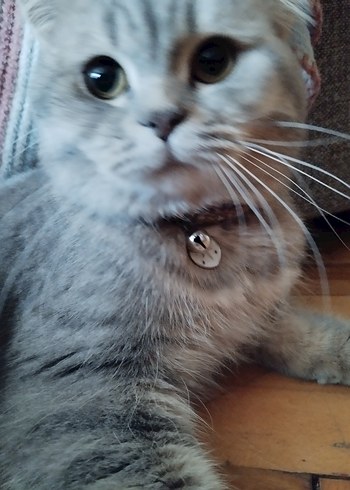 Renkli Boncuklu Bohem Kedi Tasması - Görsel 6