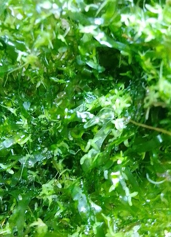  Moss 