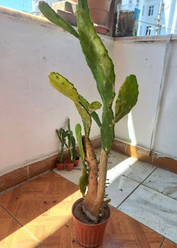 Kahverengi Saksıda Kaktüs Bitkisi - Görsel 2