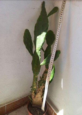 Kahverengi Saksıda Kaktüs Bitkisi - Görsel 3