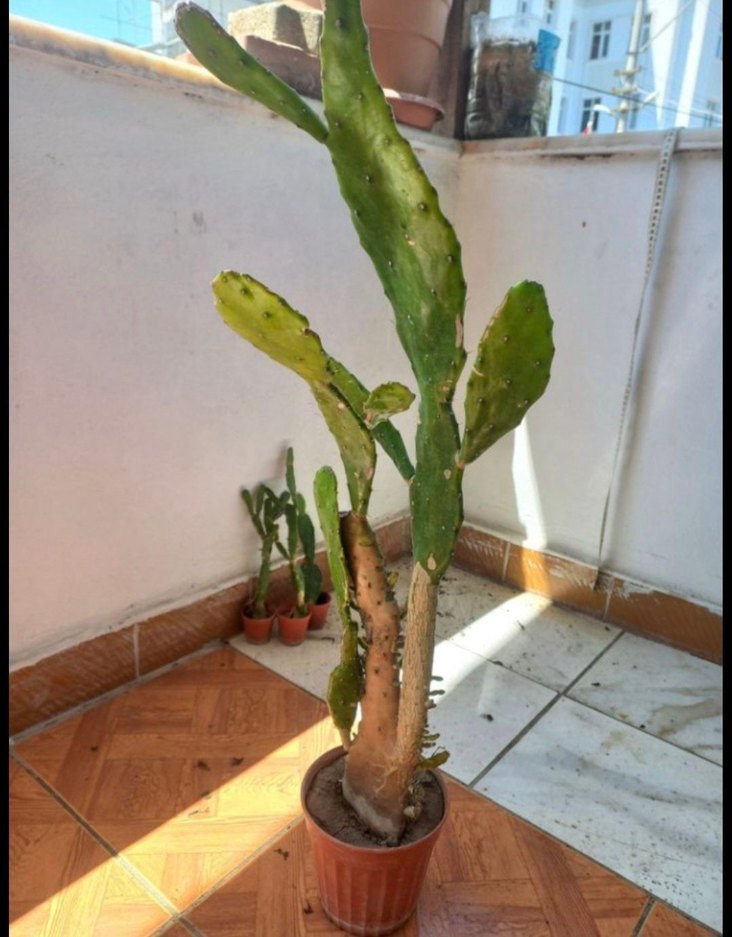 Kahverengi Saksıda Kaktüs Bitkisi - Görsel 2