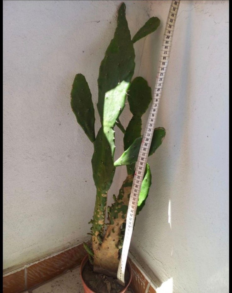 Kahverengi Saksıda Kaktüs Bitkisi - Görsel 3