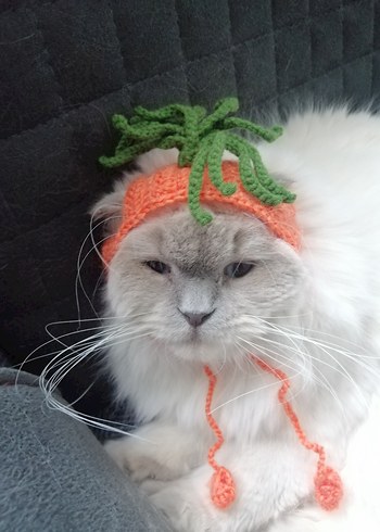 Renkli Havuç Temalı Kedi Şapkası - Görsel 3