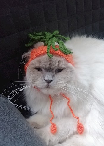 Renkli Havuç Temalı Kedi Şapkası